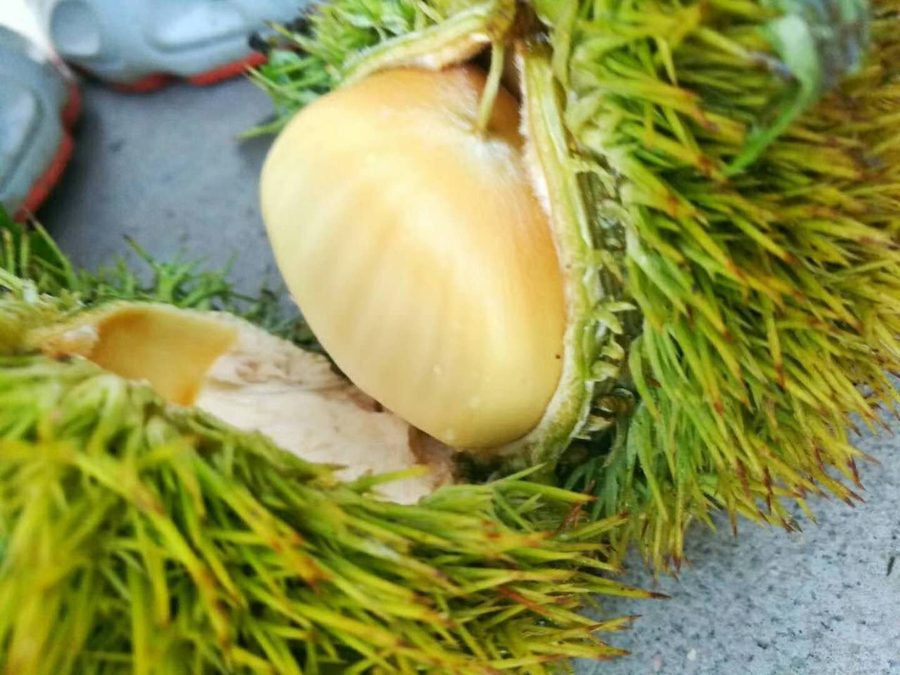 新鲜罗田板栗仁