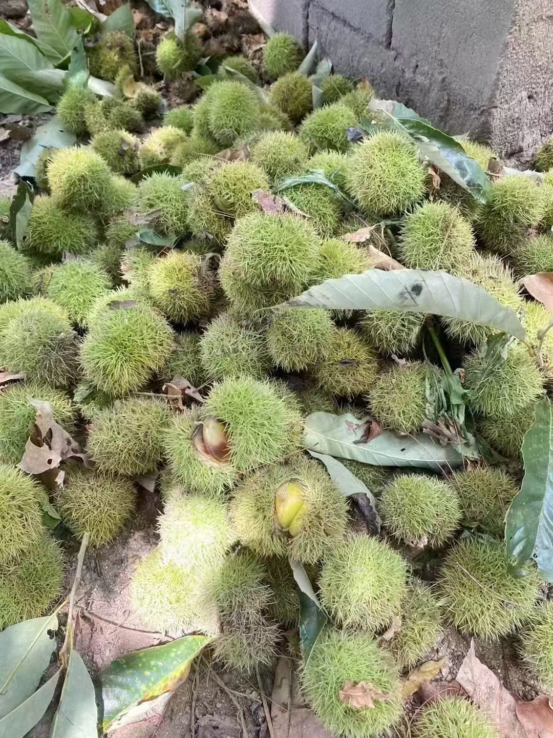 青刺球板栗还挂在枝头未熟
