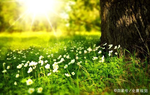大悟「金秋好时节·大悟赏红叶」：四姑乌桕红叶观光园与北山红叶景区双核