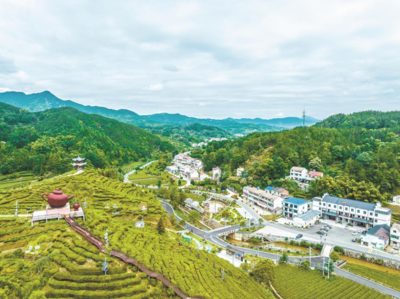 杨柳湾采茶制茶体验