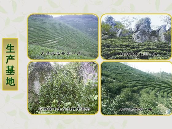 金刚台茶乡采茶季