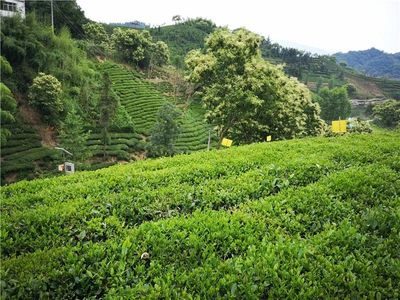 大别山茶旅线路发布