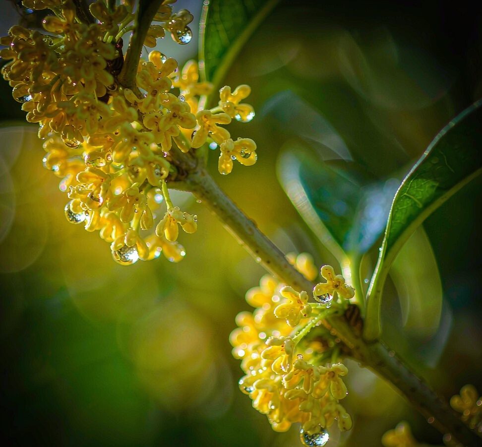 桂花特写