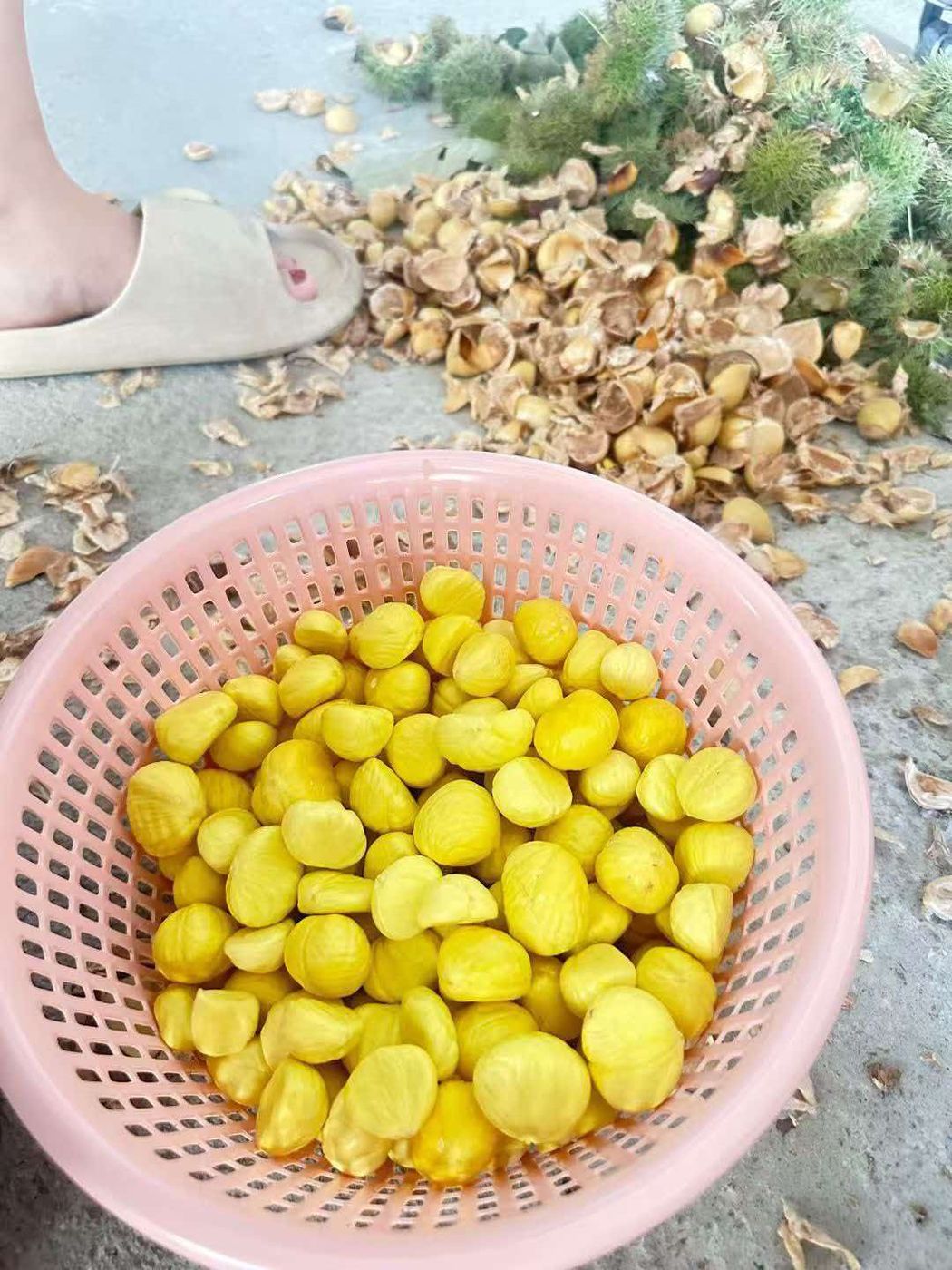 罗田板栗现场实拍四
