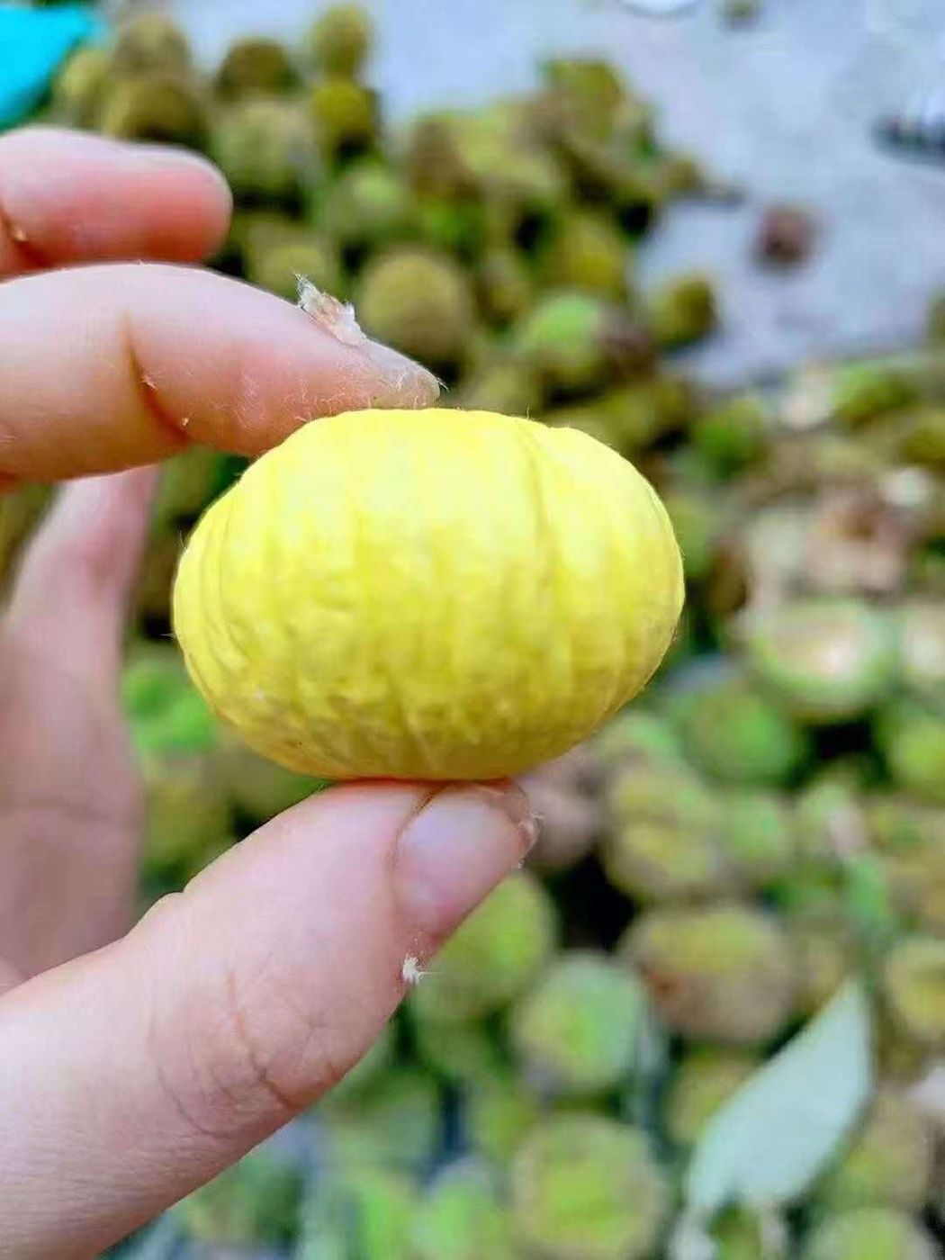 罗田板栗现场实拍六
