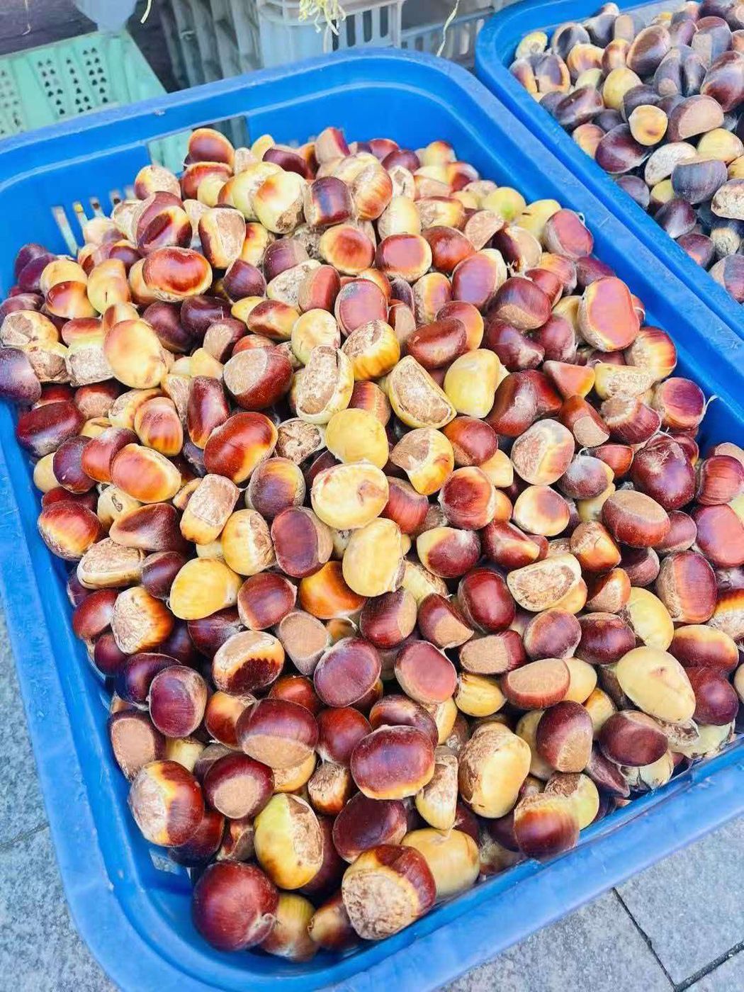 罗田板栗现场实拍七