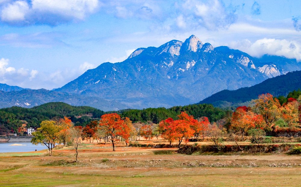 田园草地上的乌桕与远山