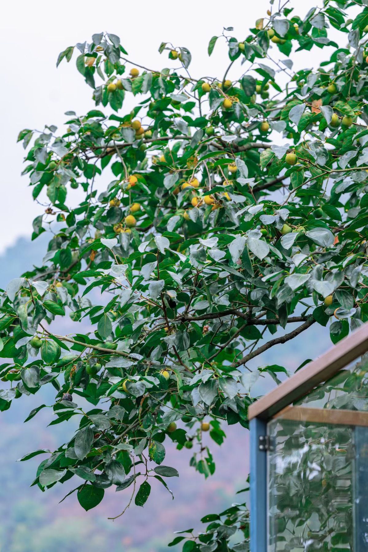 錾字石村柿子树与树下的阴凉