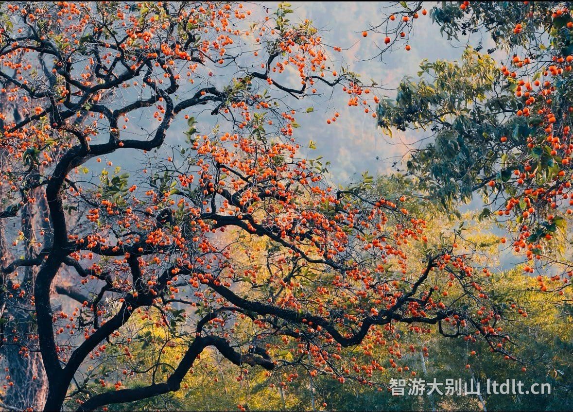 重阳登高·薄刀峰赏红叶轻徒步（雨雾限定）