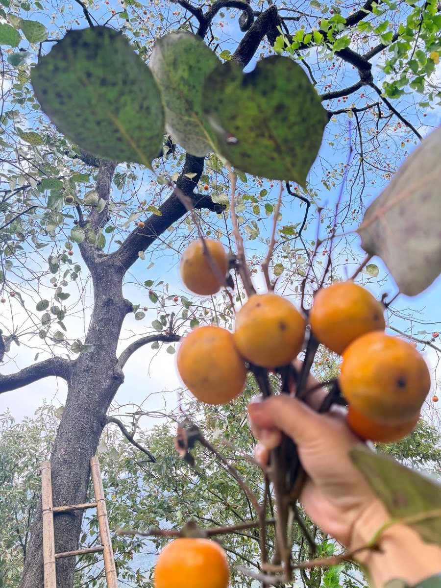 錾字石的秋天