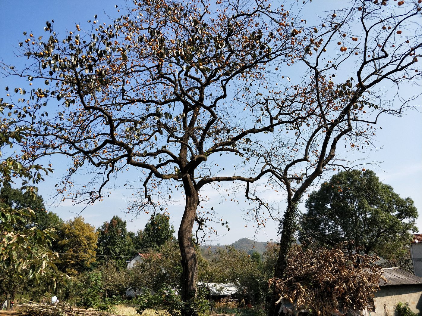 罗田百年古柿树