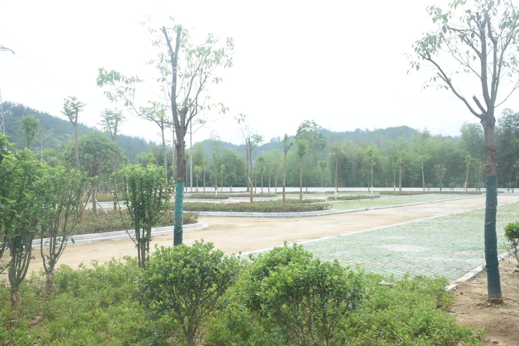 湖岸的树，映在水里