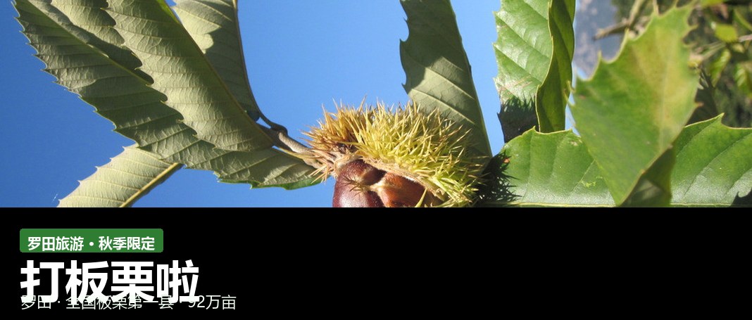 罗田板栗 · 产地采收