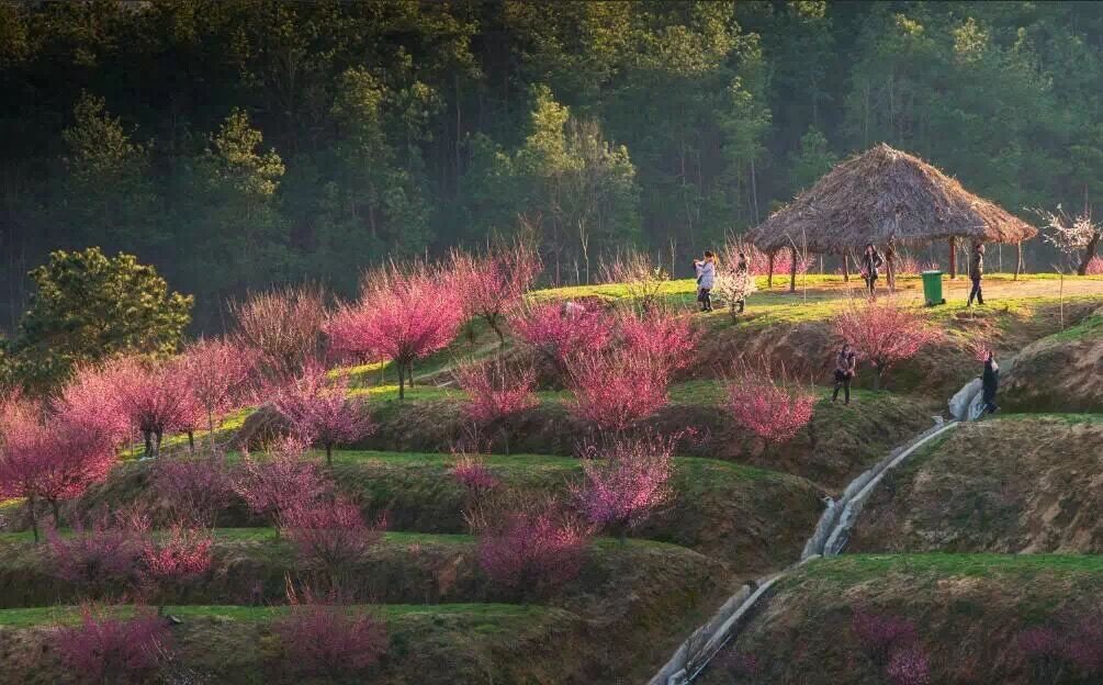 风把桂花香送过来