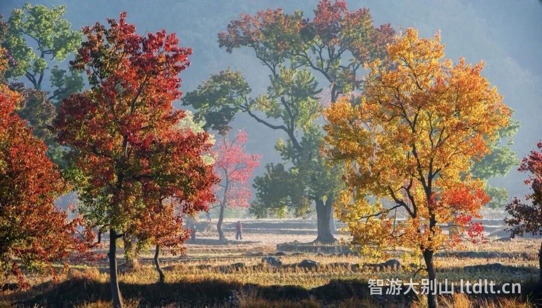 九资河田园乌桕红叶