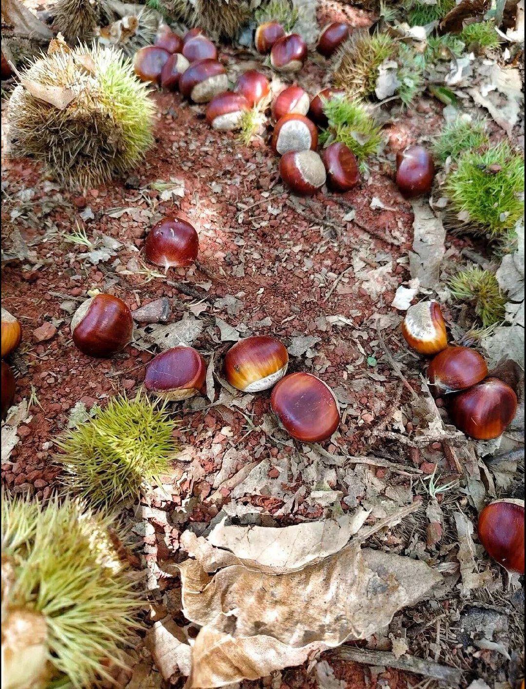 罗田山坡上散落一地的板栗