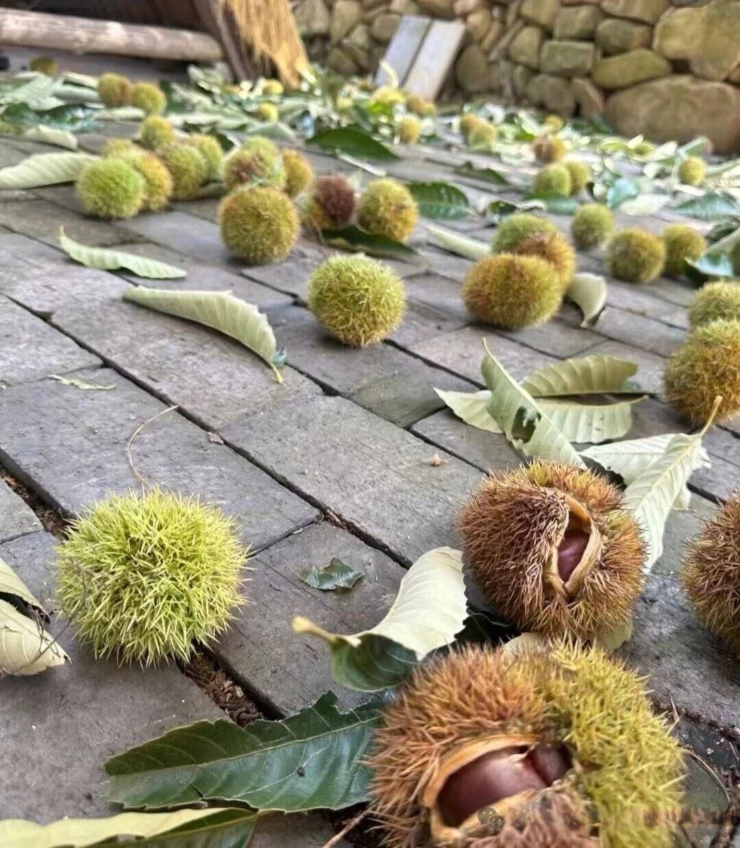 裂开的板栗刺球与露出的栗子