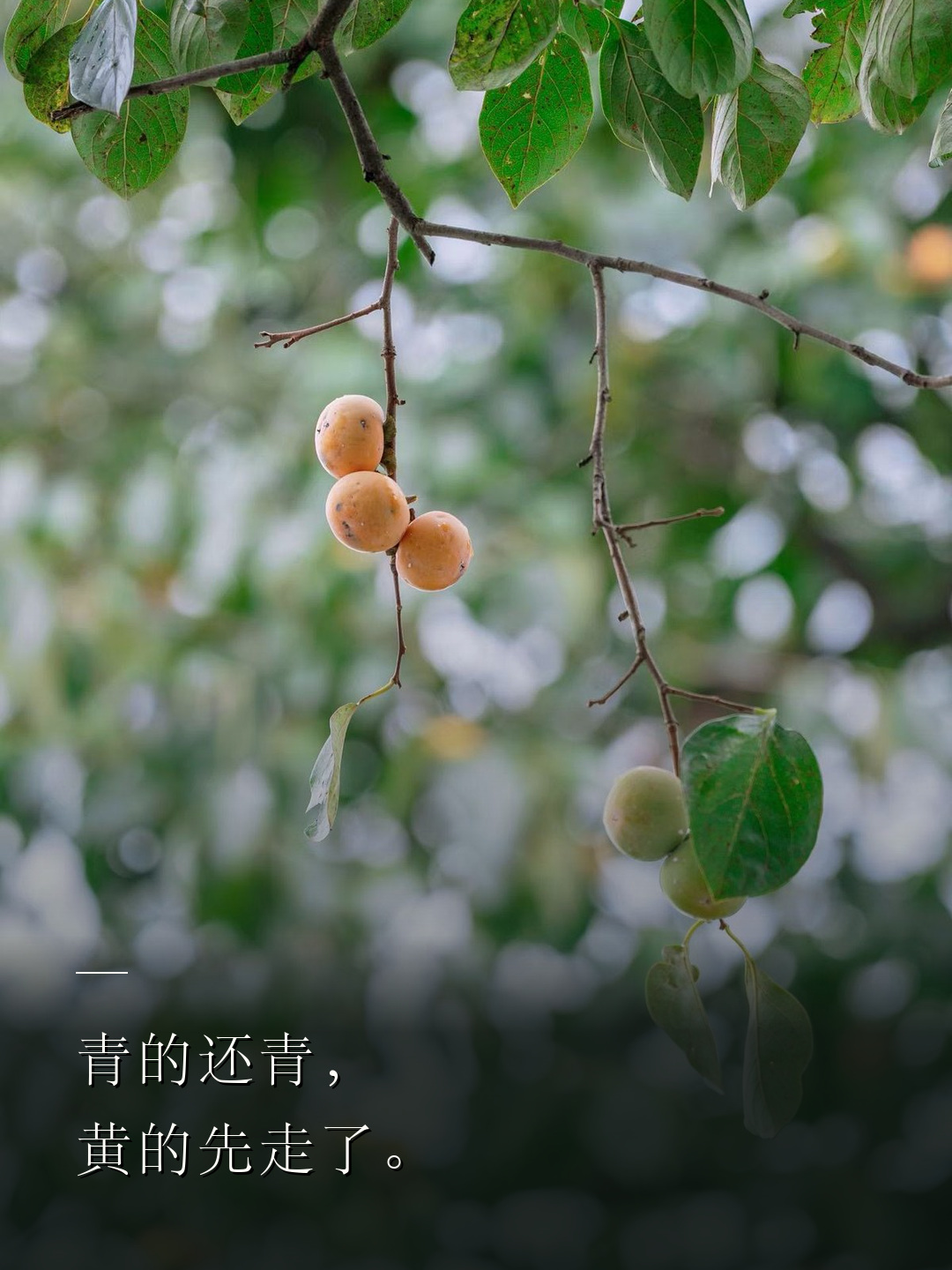 青的还青，黄的先走了。