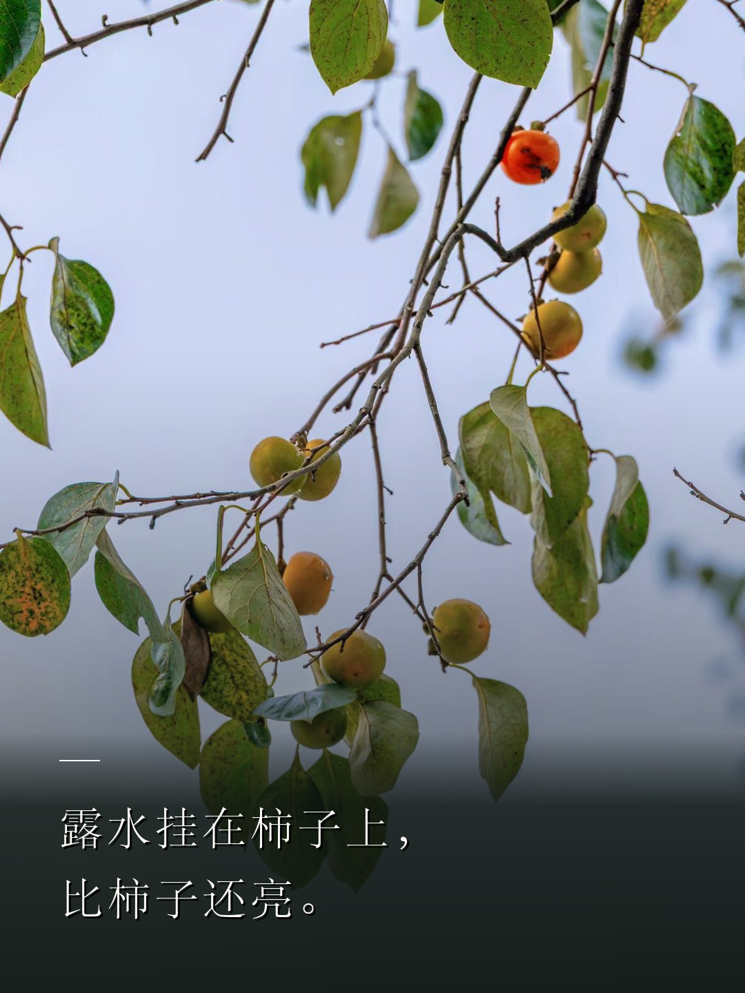 露水挂在柿子上，比柿子还亮。