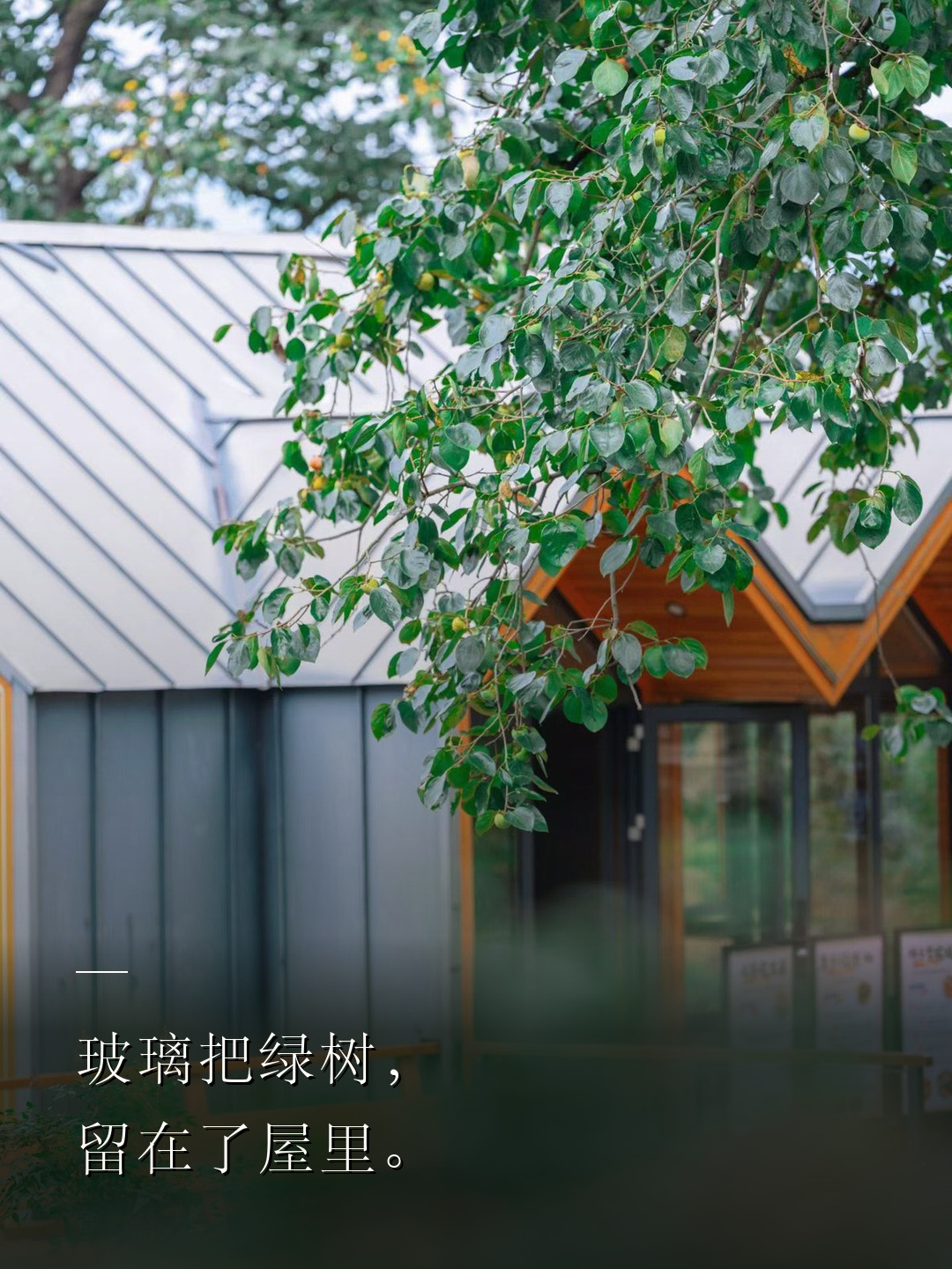 玻璃把绿树，留在了屋里。