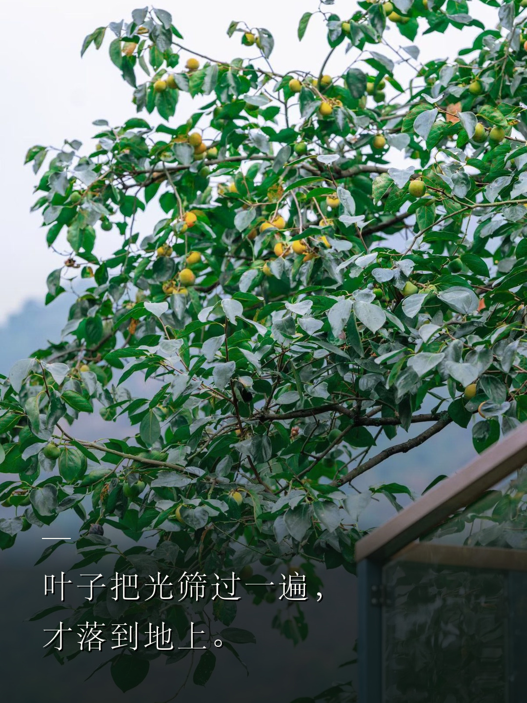 叶子把光筛过一遍，才落到地上。