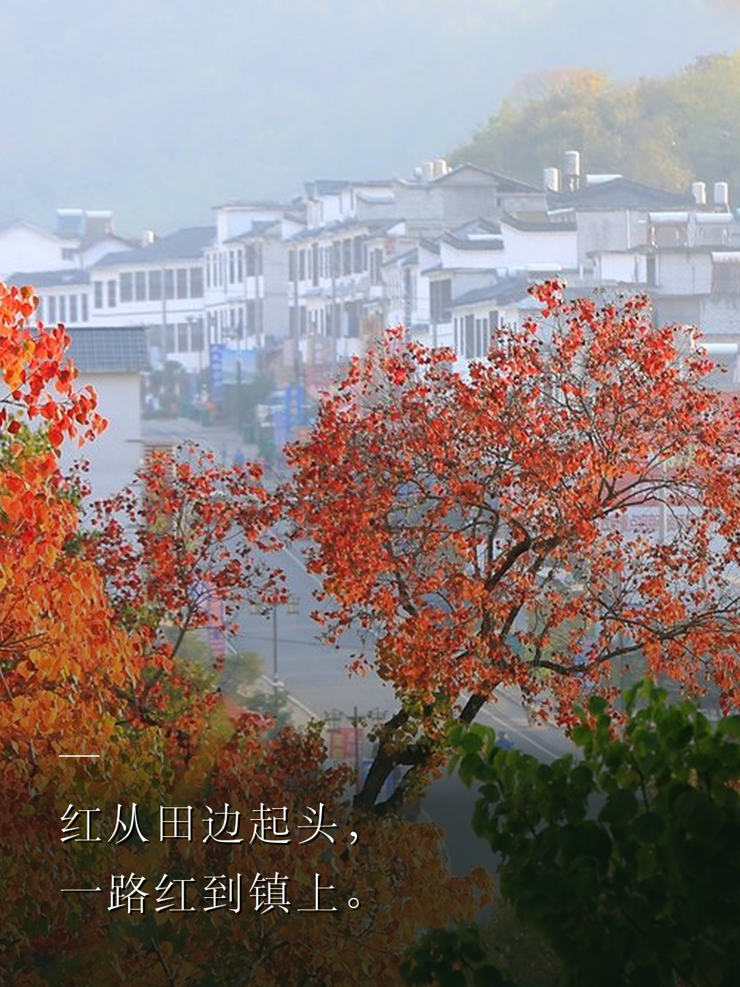 红从田边起头，一路红到镇上。