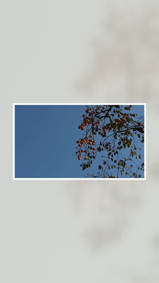 蓝天枝头柿竖版落位预览