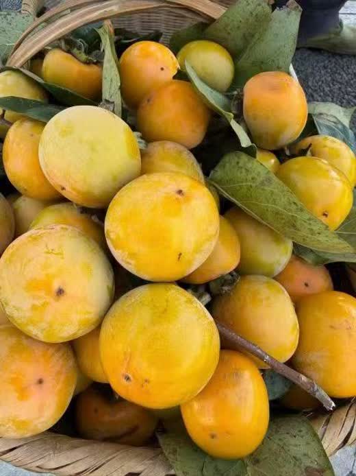竹篮甜柿原图