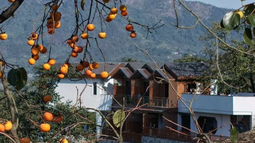 柿子树民宿远山原图