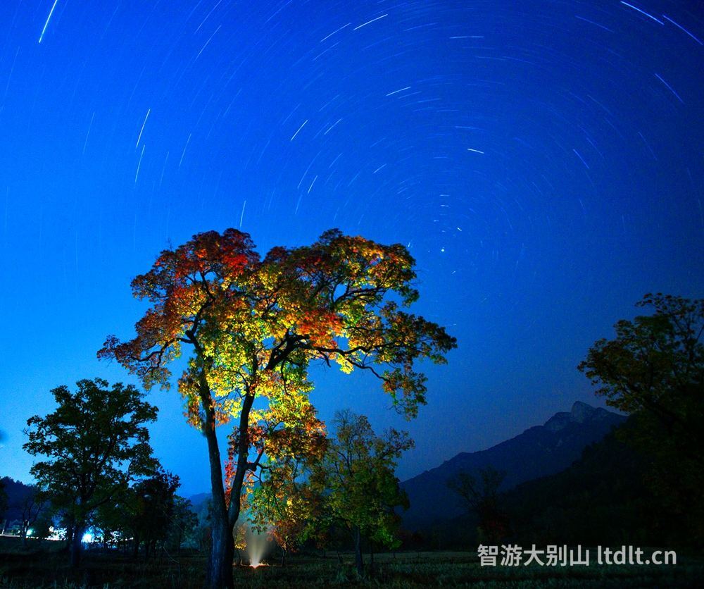 深蓝夜空下星轨环绕，一棵被灯光照亮的红叶树静静立在乡野田间，远山与夜色相融